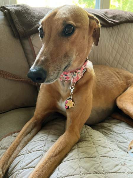 sighthound brown us.jpg
